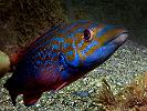 Cuckoo wrasse